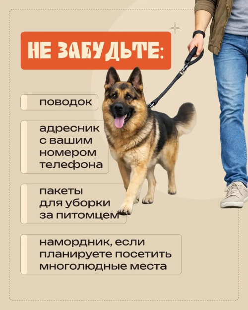 Собака, поводок3