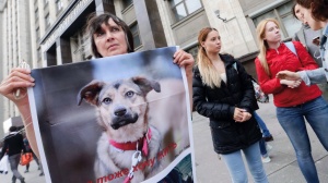 Выгул собак: важные правила