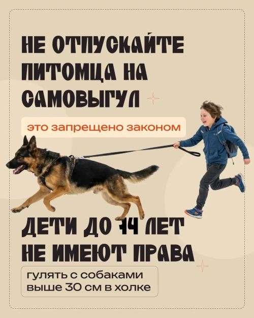 Собака, поводок2