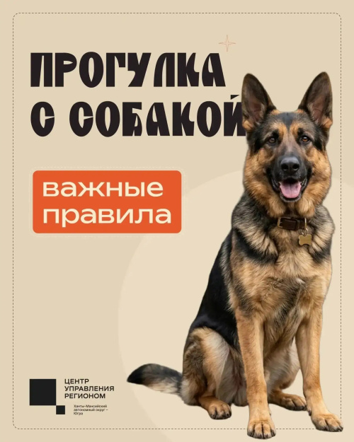 Собака, поводок4