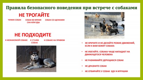 Правила безопасного поведения при встрече с собаками