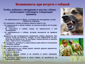 Алгоритм  действий граждан при встрече с животными 